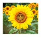 Beterschapskaart zonnebloem met smiley Polaroid